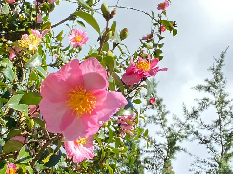 pink flower photographed from below