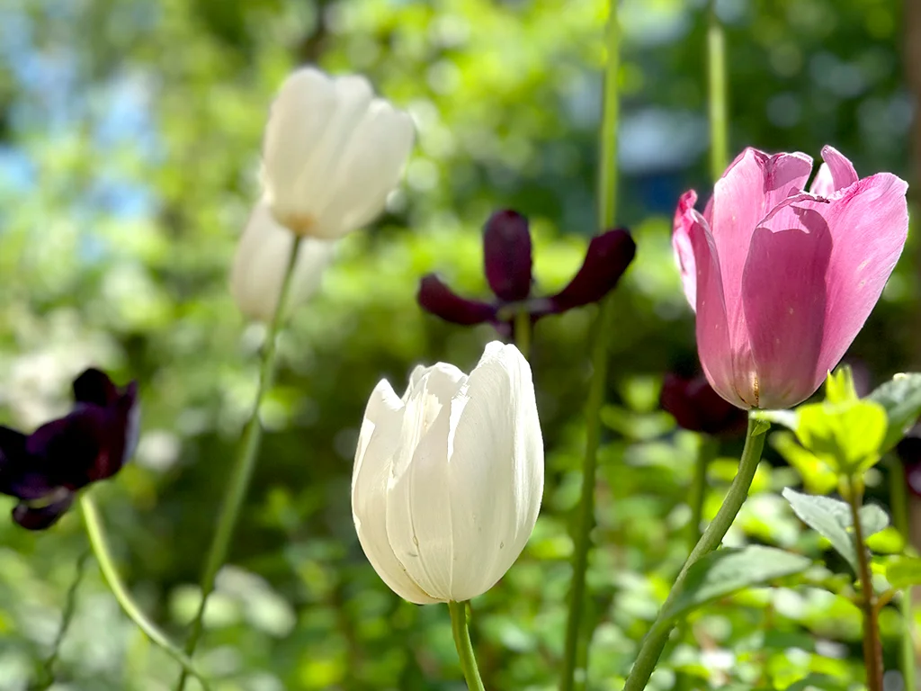 tulips among green plants, flower photography