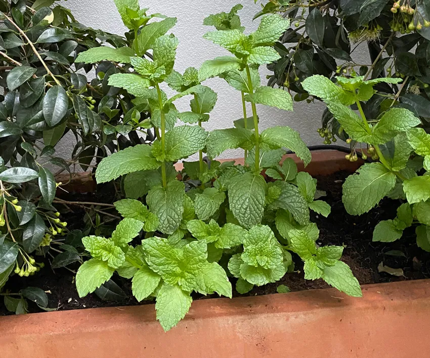 mintleaves