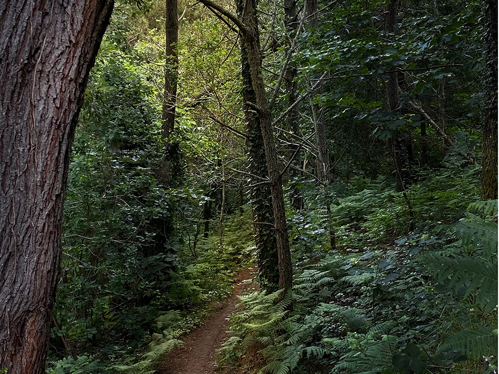 photo of forest scene, a path, going up. Solo walker