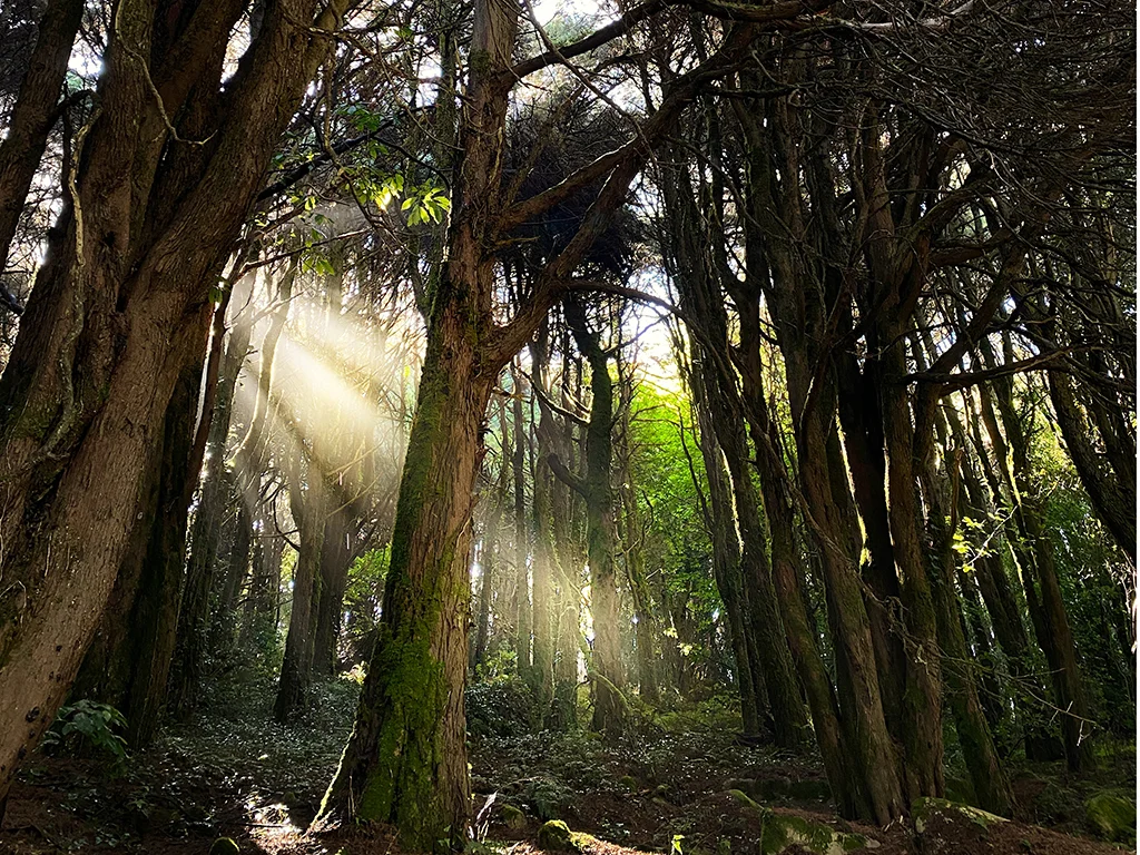 photo view of forest with light coming through the trees