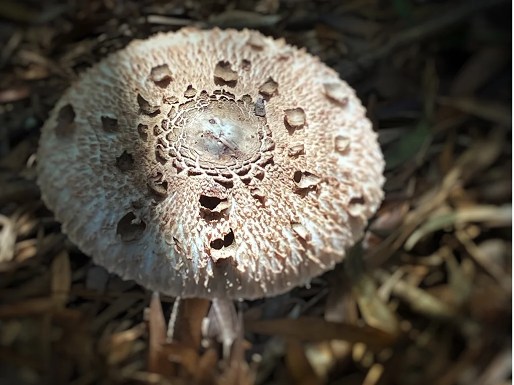 mushroom partially lit by sun