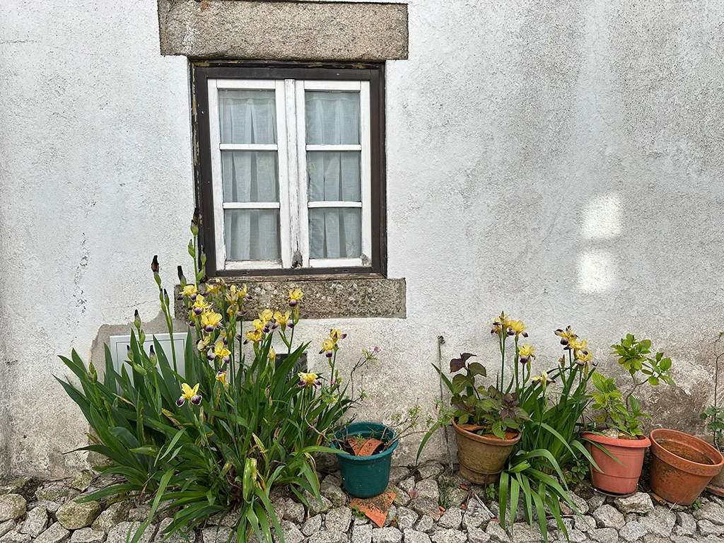window window with plants on the ground, cozy ideas
